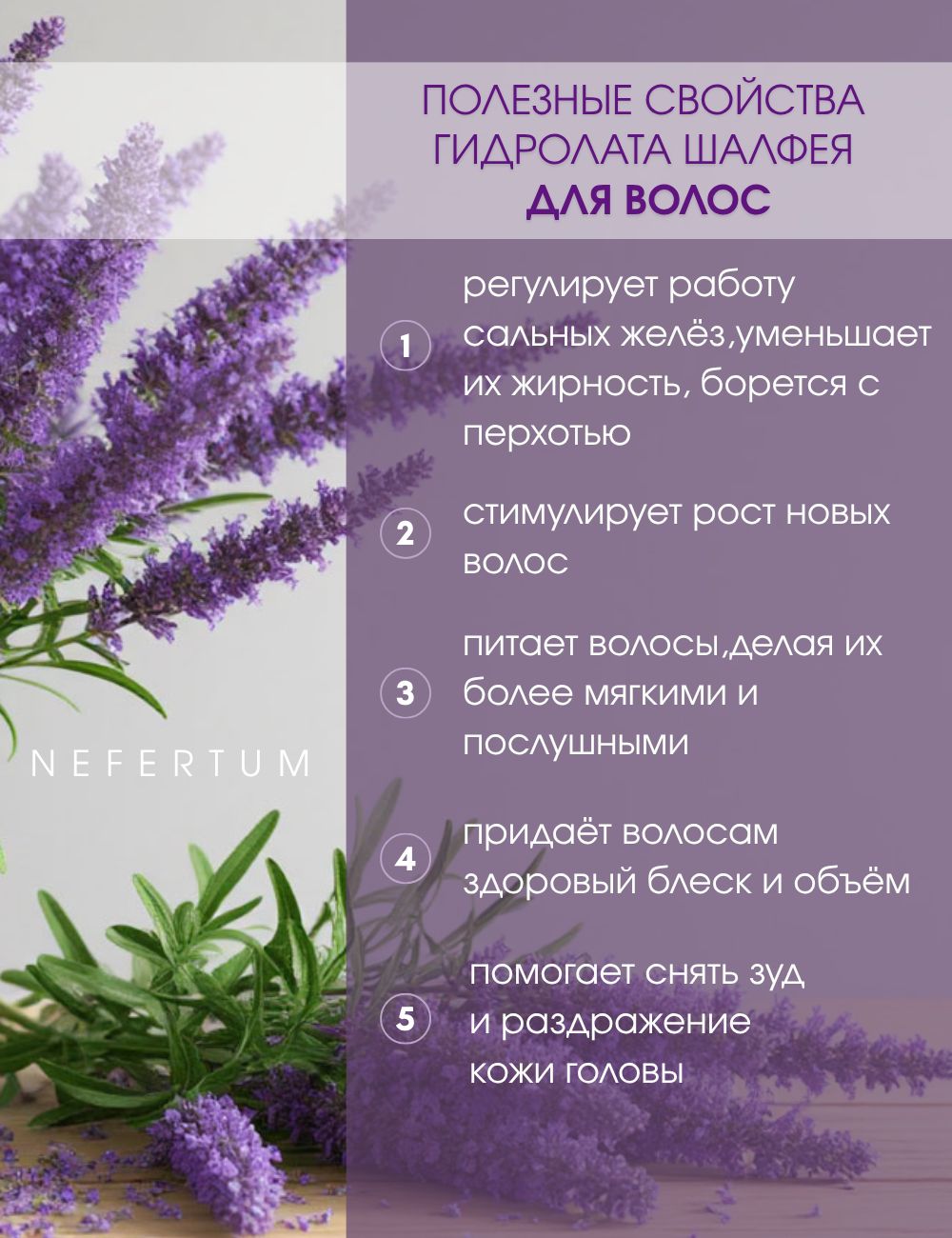 Ozon Nefertum / M444 V6 photo 3