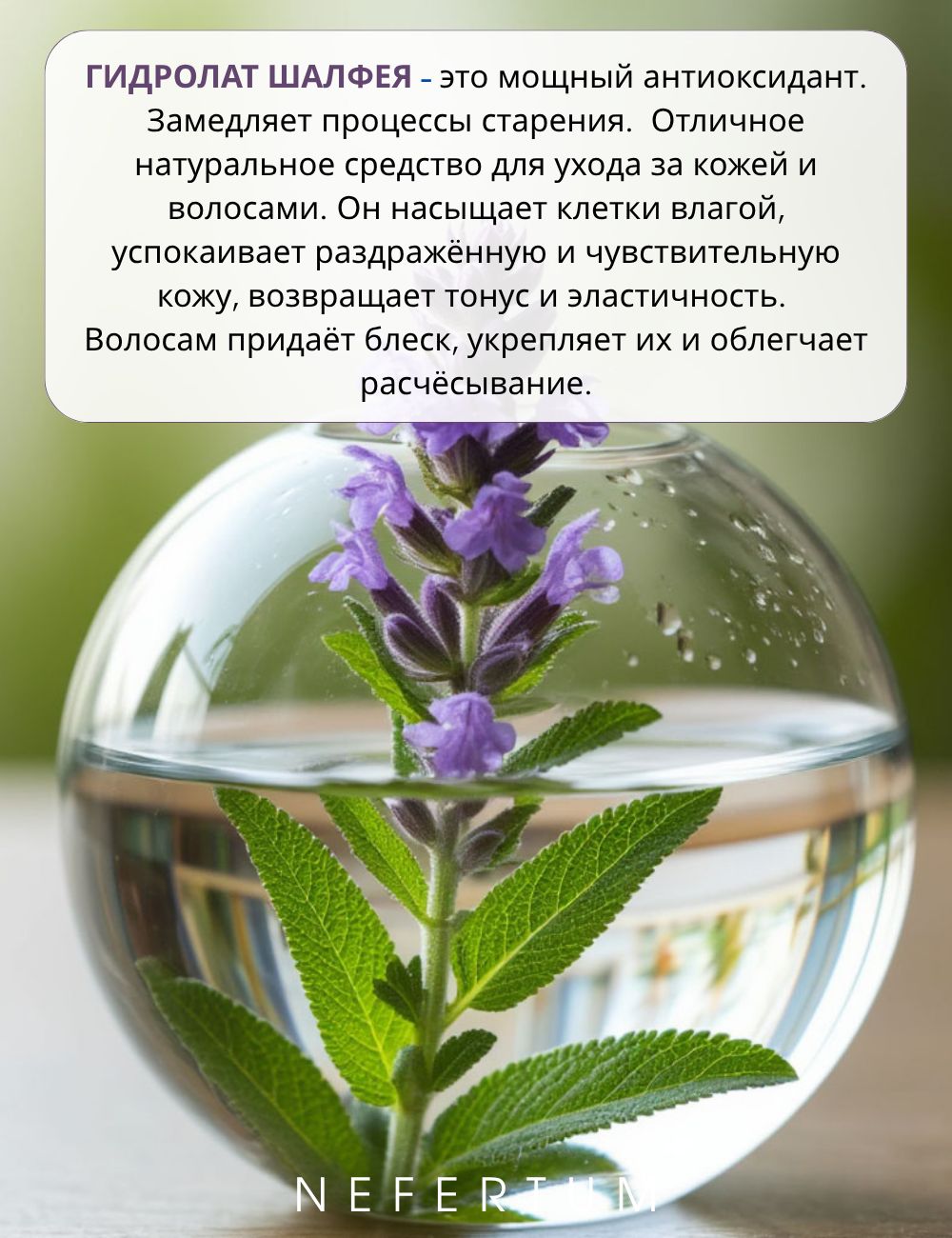 Ozon Nefertum / M444 V6 photo 4